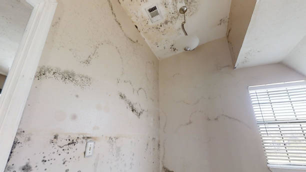 Mold Removal for HVAC Installations in Oakhurst, CA